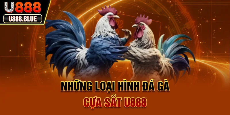 Đá gà cựa sắt U888 - Những trận đấu nảy lửa giữa hai chiến kê thiện chiến Đá gà cựa sắt U888 - Những trận đấu nảy lửa giữa hai chiến kê thiện chiến
